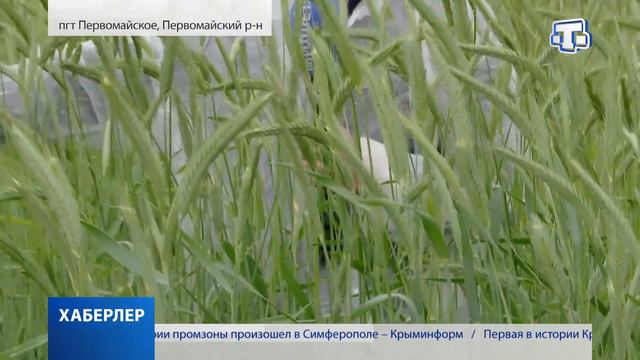 В Крыму началась заготовка кормов