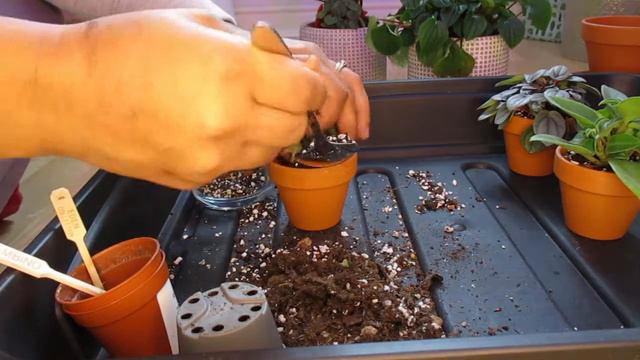 Peperomia Repotting