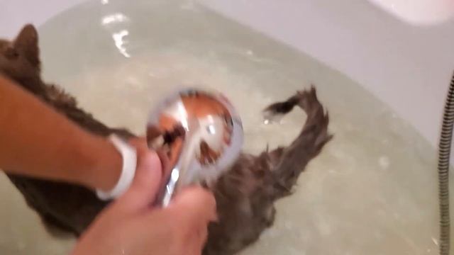 Как мыть кота.Британский кот моется. Макс не хочет купаться!