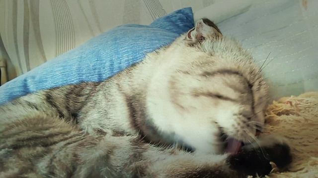 моемся с утра 😺😸