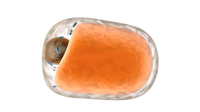 5 Things You Must Do If You Have No Gallbladder