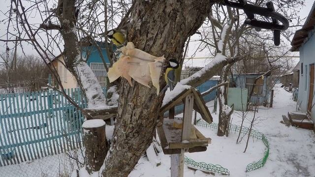 Синицы 2 4 шт спорят за СалоЗимаДенисовоGP5 18
