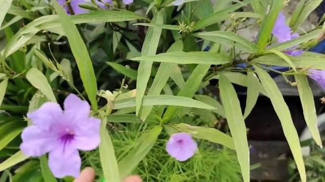 How To Care Maxican Petunia Flower Plant 🌼🌸 Summer Season Ll Maxican  Petunia Ll