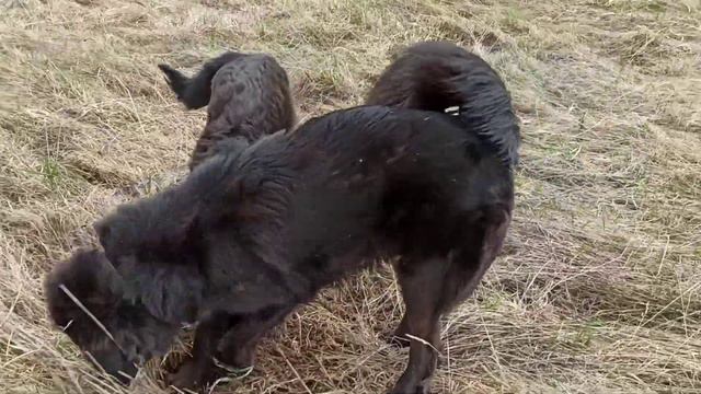 Папа Октай с сыночком, крошкой Айданом мышкуют. Видео от 1 мая 2021 года.