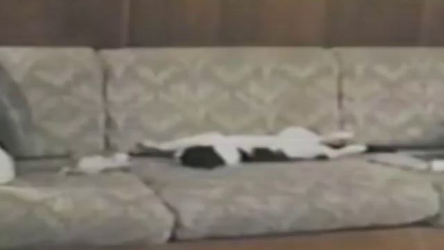 Funny Cats. Приколы с котами - Мегаподборка 2