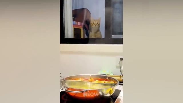 Веселые и энергичные животные. Смеялись все вместе