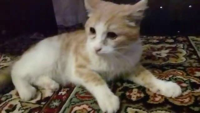 агрессивный котик