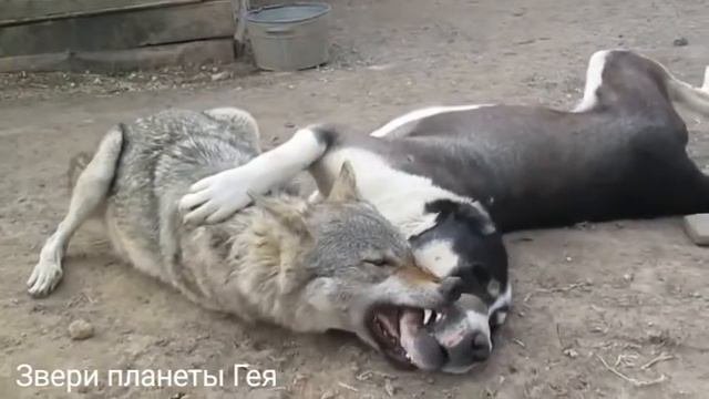 Шарик и волк