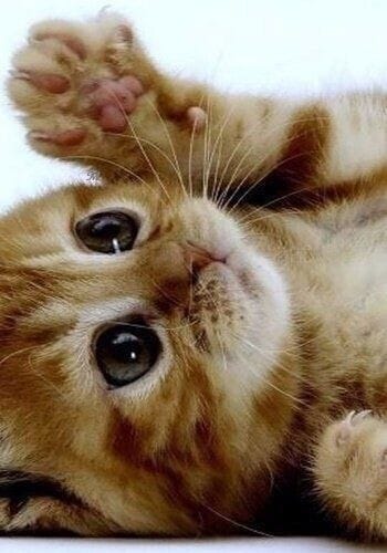 Смешные котята