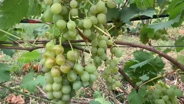 Виноград Белое чудо.