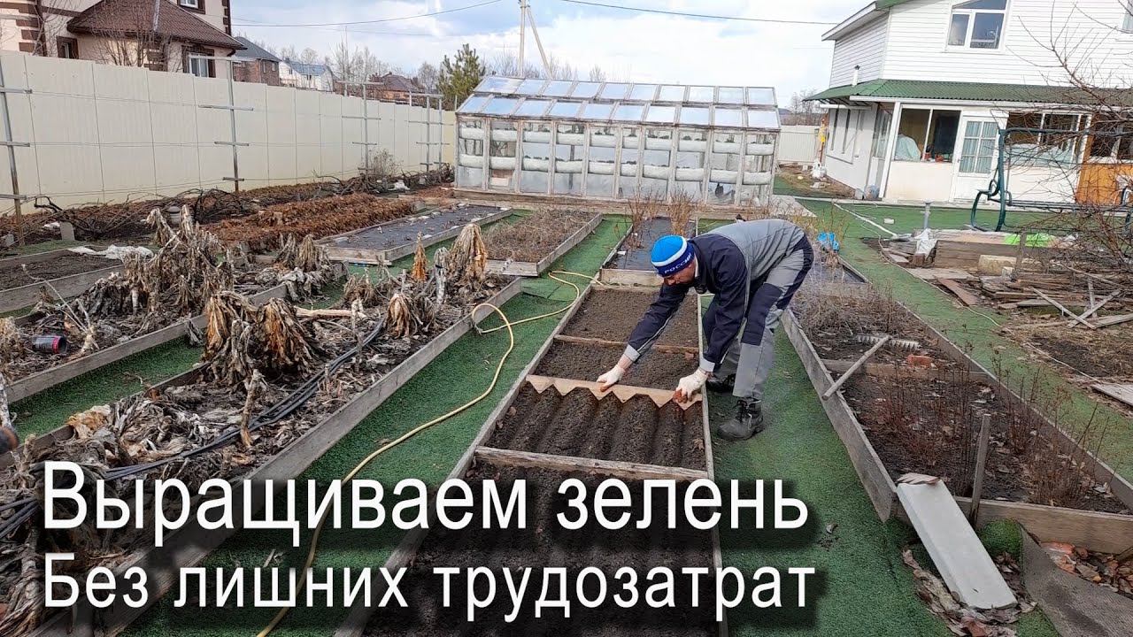 Выращиваем зелень без лишних затрат. При таком способе всходит всё #ТриЭкоОгород