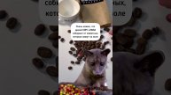 Kopi Luwak — самый дорогой кофе в мире