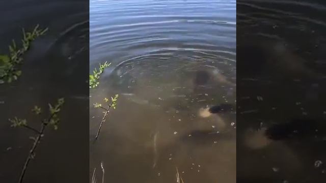 Рыбы едят хлеб прямо из рук