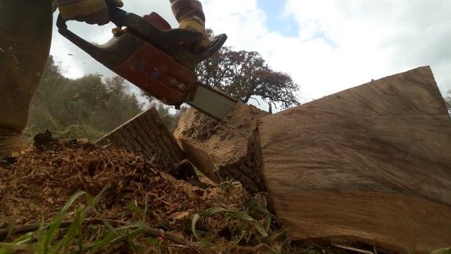 Homelite CSP 4518 from 2006 to 2020 cutting  dry oak