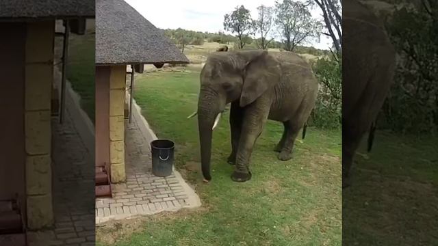 🐘 Камера засняла, как слон собирает мусор, чтобы выбросить в мусорное ведро
