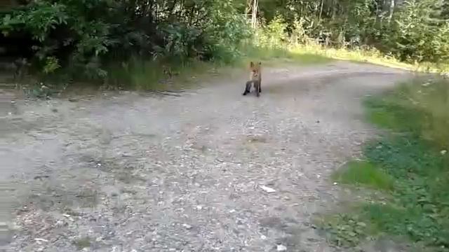 местная голодная лиса