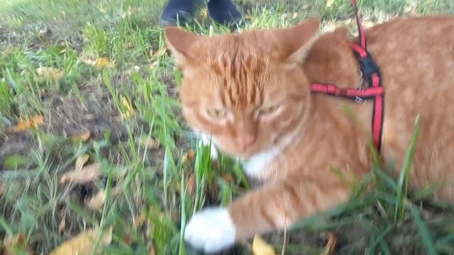 2 калаба с симбой и элой