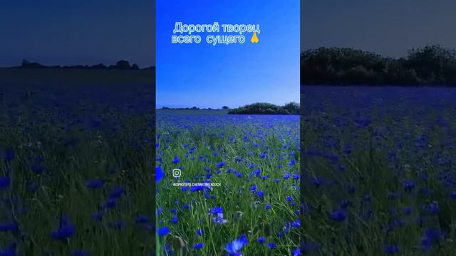 Дорогой творец всего сущего 🙏