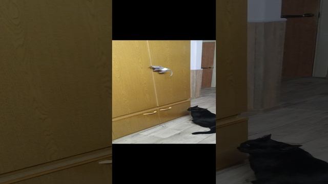 кот граф