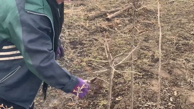 КАК ОБРЕЗАТЬ ВЕСНОЙ ШТАМБОВУЮ СИРЕНЬ? ОБРЕЗКА ШТАМБОВОЙ СИРЕНИ.