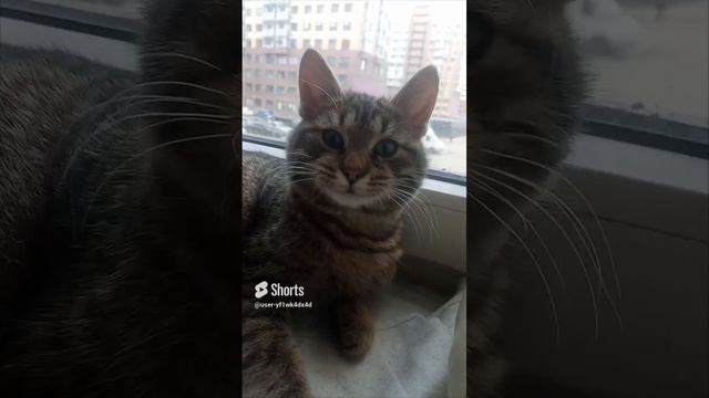 кот батон