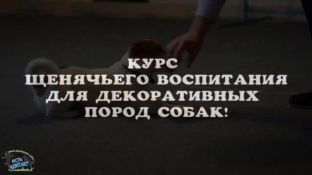 Ролик 1 и 2 курс 2018