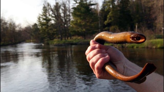 Самая необычная рыба Сибири! За что её так оценили и полюбили рыбаки?