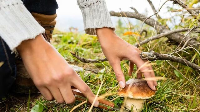 17 ноября. Окружающий мир