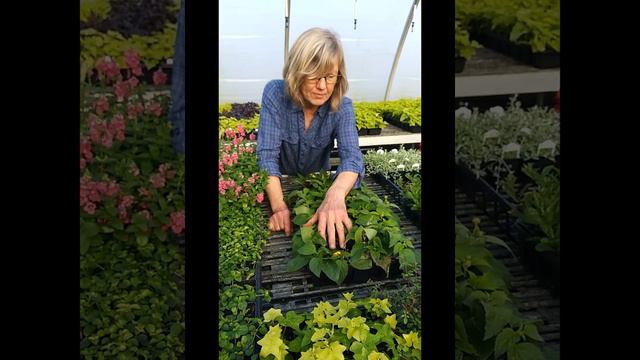 Sue's Moss Basket Info Part 2