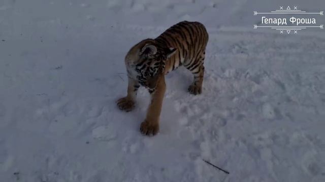 Красавцы Тигры и Другие!
