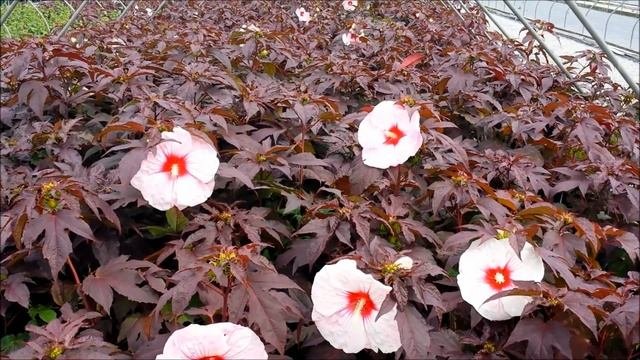 Best Perennials - Hibiscus Kopper King Rose Mallow
