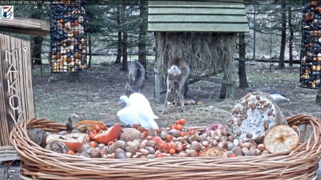 Раннее утро у кормушки-корма всем хватит#Чехия