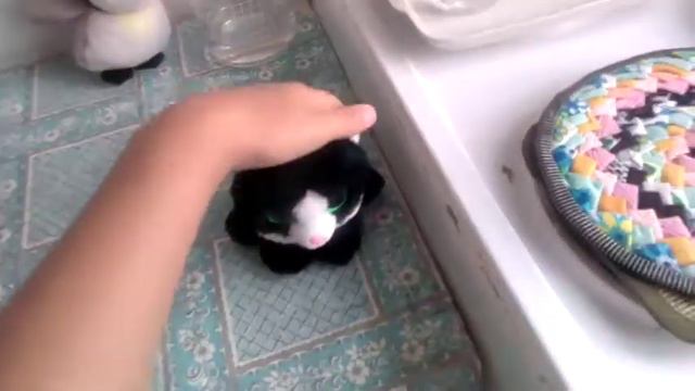 Котик плачет?