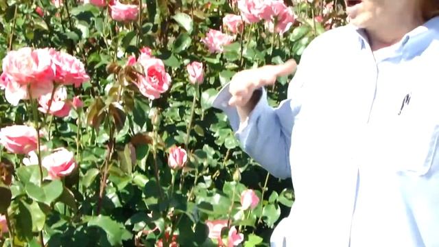 Queen Elizabeth Grandiflora Rose