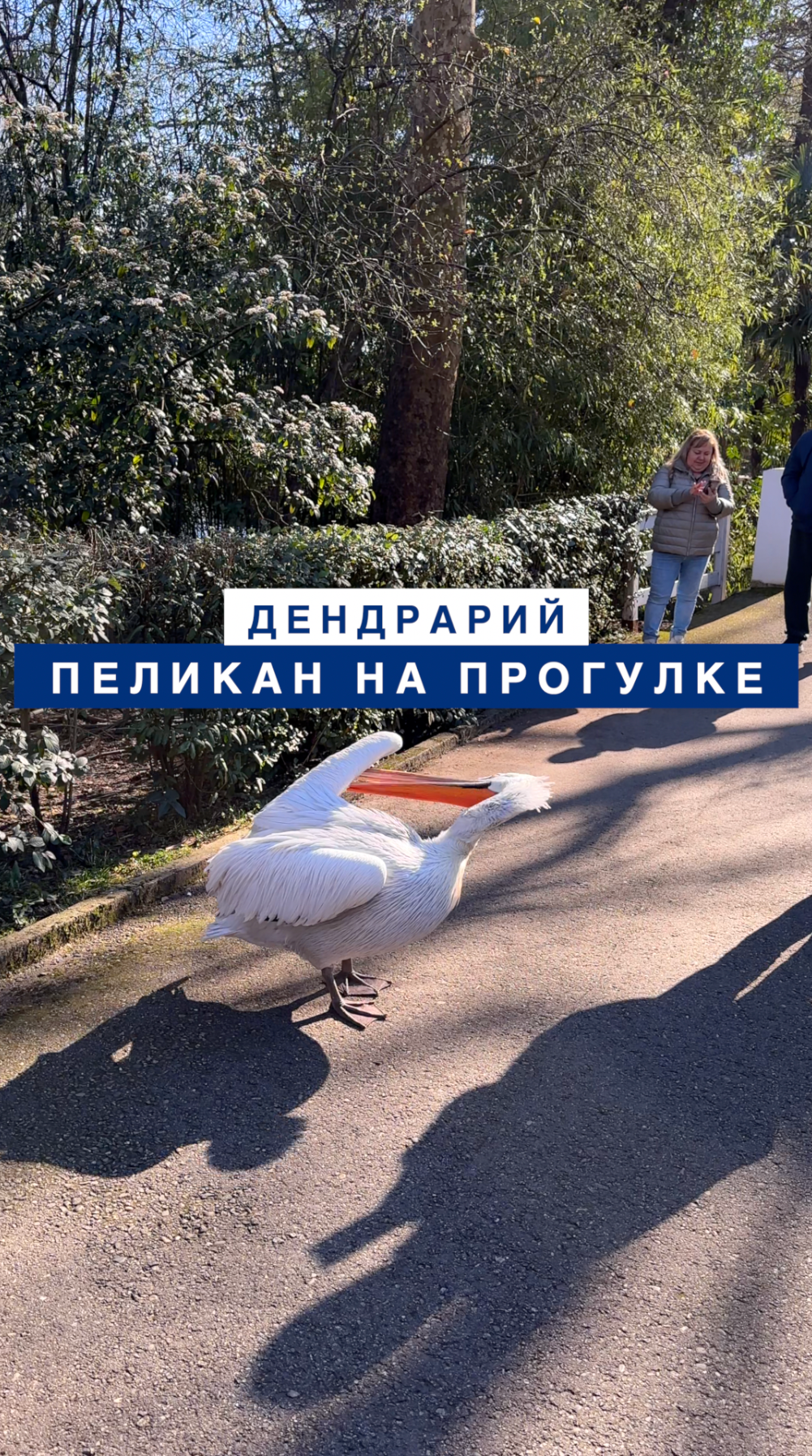 Пеликан на прогулке в Сочинском Дендрарии чуть было не съел телефон у любопытного блогера.