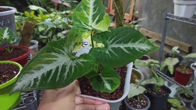 5 Syngonium Paling Mahal | syngonium red spot tricolor
