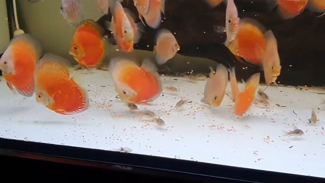 Кормление дискусов Красных Валентинов от Lo's Fish Store - Discus Farm.