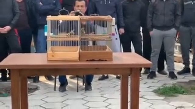 Бой седоголовый щегол fight goldfinch