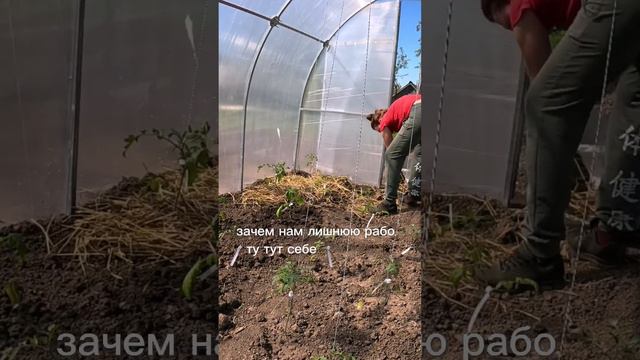 Мульчирование теплицы соломой. Не буду больше так