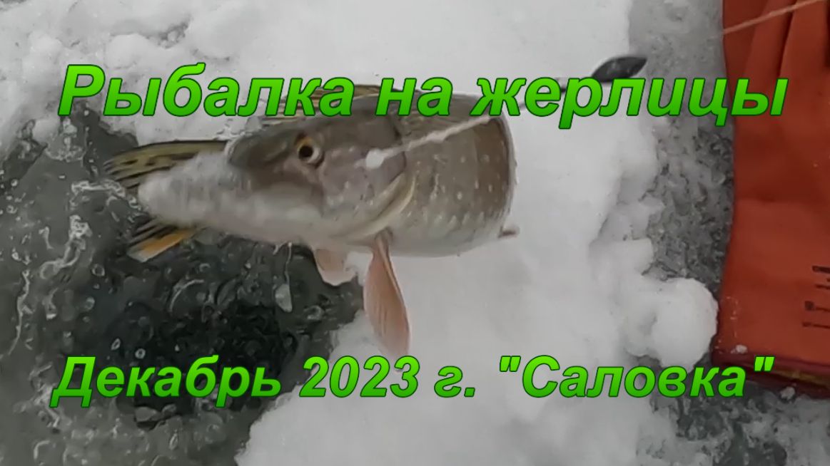 Рыбалка на жерлицы. Декабрь 2023 г. Саловка.