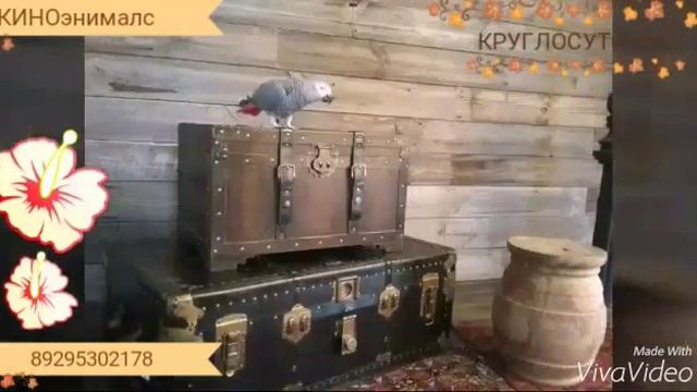 Попугай жако. Животные для съёмок