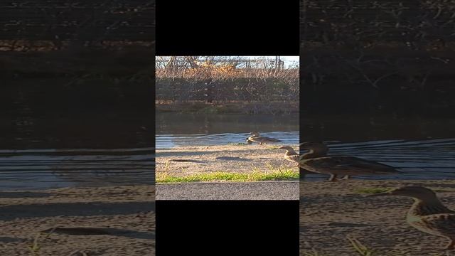 Не пуганая дичь.