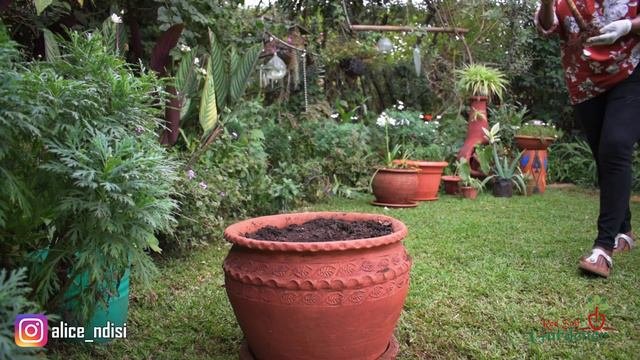 Propagation Tips | Angel's Trumpet (Brugmansia)