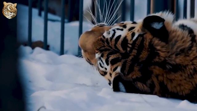 ТУРАНСКИЙ ТИГР- Самый выносливый тигр с супер способностями   Интересные факты про тигров и кошек