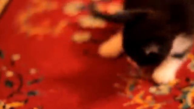 Little kitten playing (Маленький котенок играется)