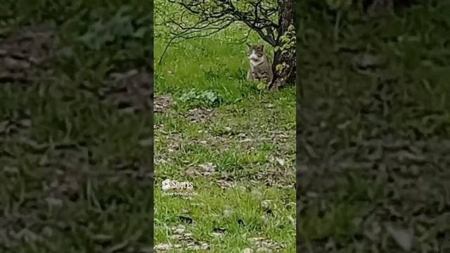 Милые котики сидят под деревом