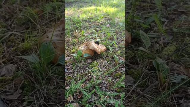 Дорога к ведьменскому дому