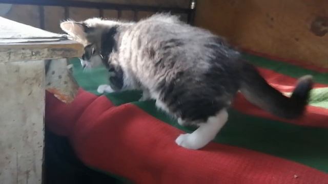 Котёночек играет