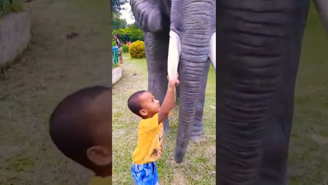 Elephant ♥️♥️♥️