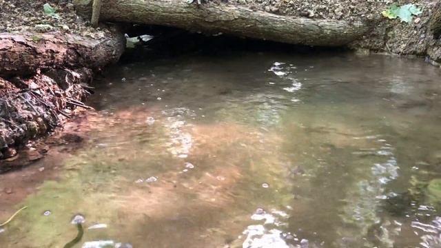 Релакс для души пение птиц журчание ручейка